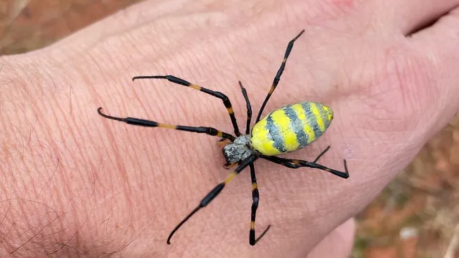 the Jorō spider